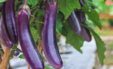 Studený šalát z trhaného baklažánu top 2